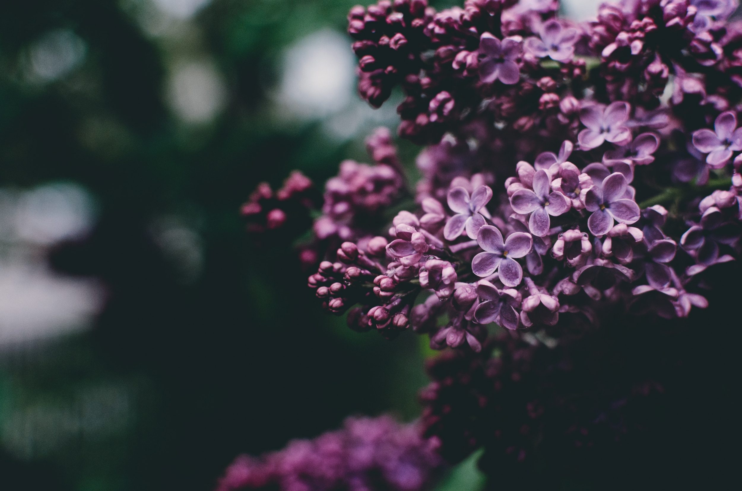 Comment faire durer un bouquet de lilas